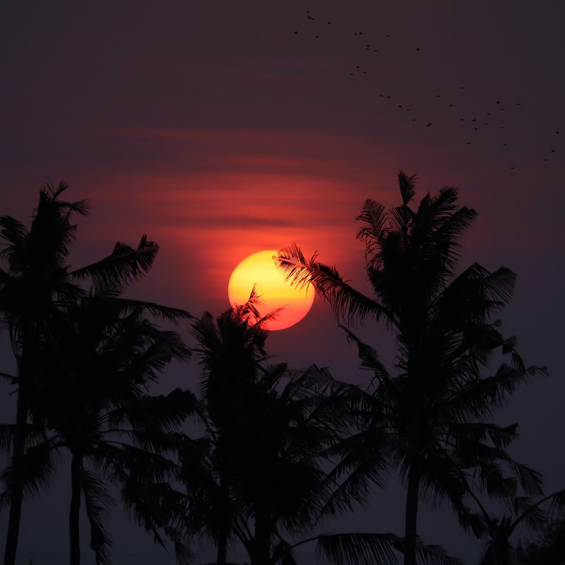 Alternative Text: Glühend rote Sonne geht hinter der Silhouette tropischer Palmen auf Bali unter.