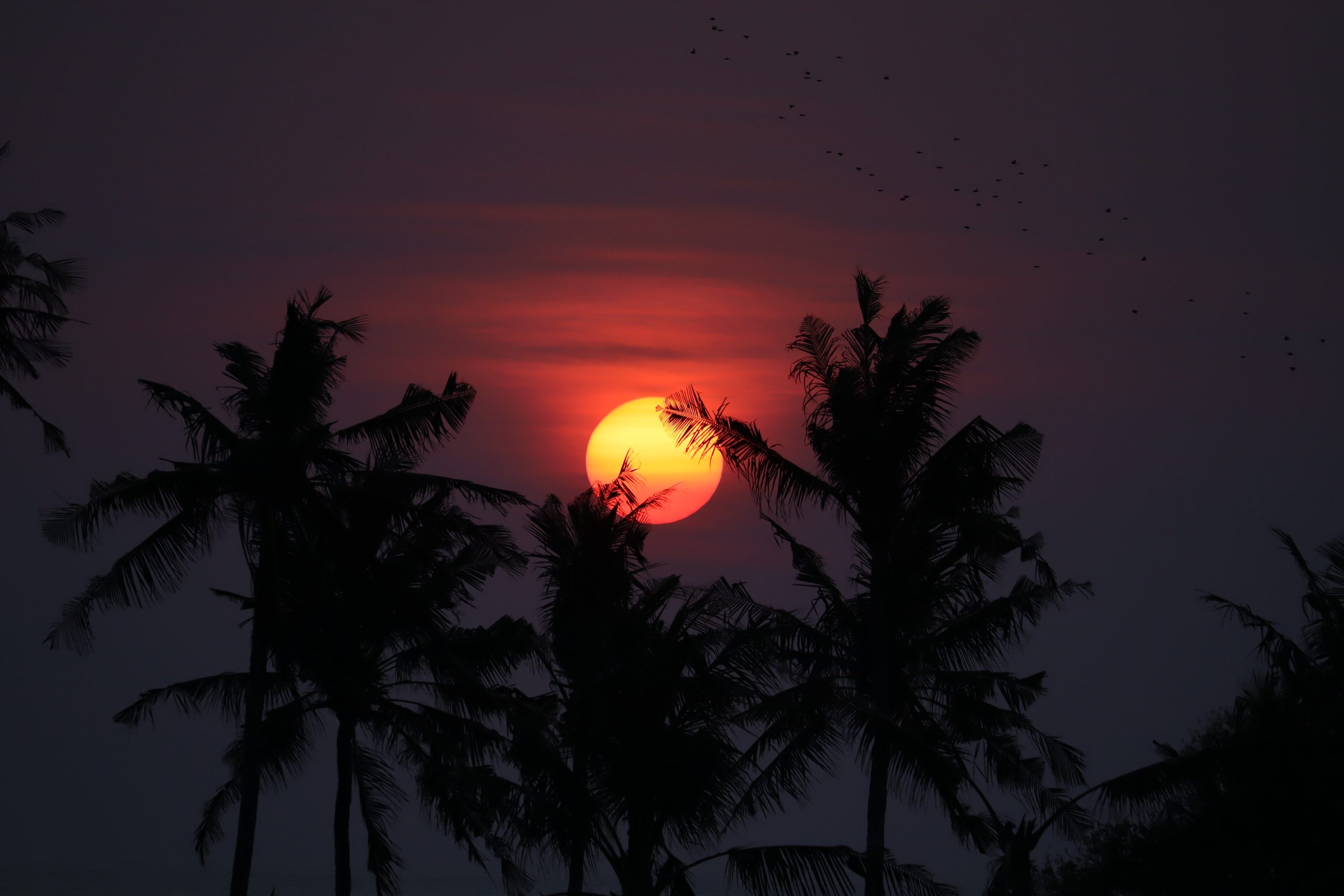 Alternative Text: Glühend rote Sonne geht hinter der Silhouette tropischer Palmen auf Bali unter.